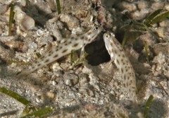 Ctenogobiops feroculus