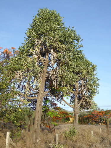 Euphorbia lactea