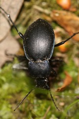Carabus convexus