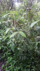 Bertiera