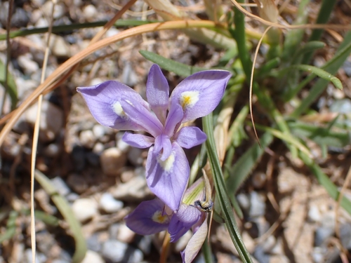 Image of Med Moraea (Moraea mediterranea) by (c) Elias, some rights reserved (CC BY)