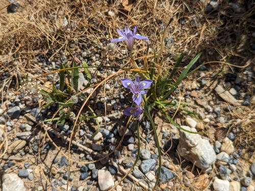 Image of Moraea mediterranea by (c) Elias, some rights reserved (CC BY)