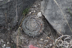 Mammillaria chionocephala