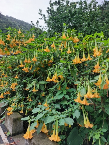 Brugmansia aurea