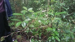 Chrysophyllum bolivianum