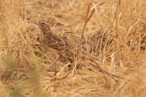 Mirafra javanica chadensis