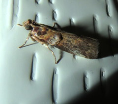 Conobathra hemichlaena