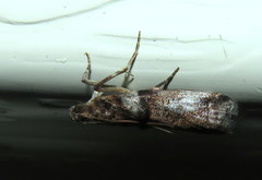 Conobathra hemichlaena