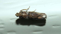 Conobathra hemichlaena