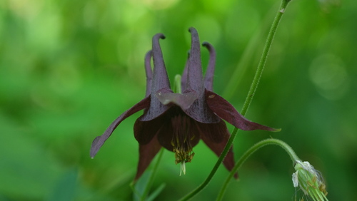 Dark columbine (Aquilegia atrata)