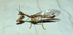 Austromantispa imbecilla