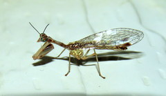 Austromantispa imbecilla