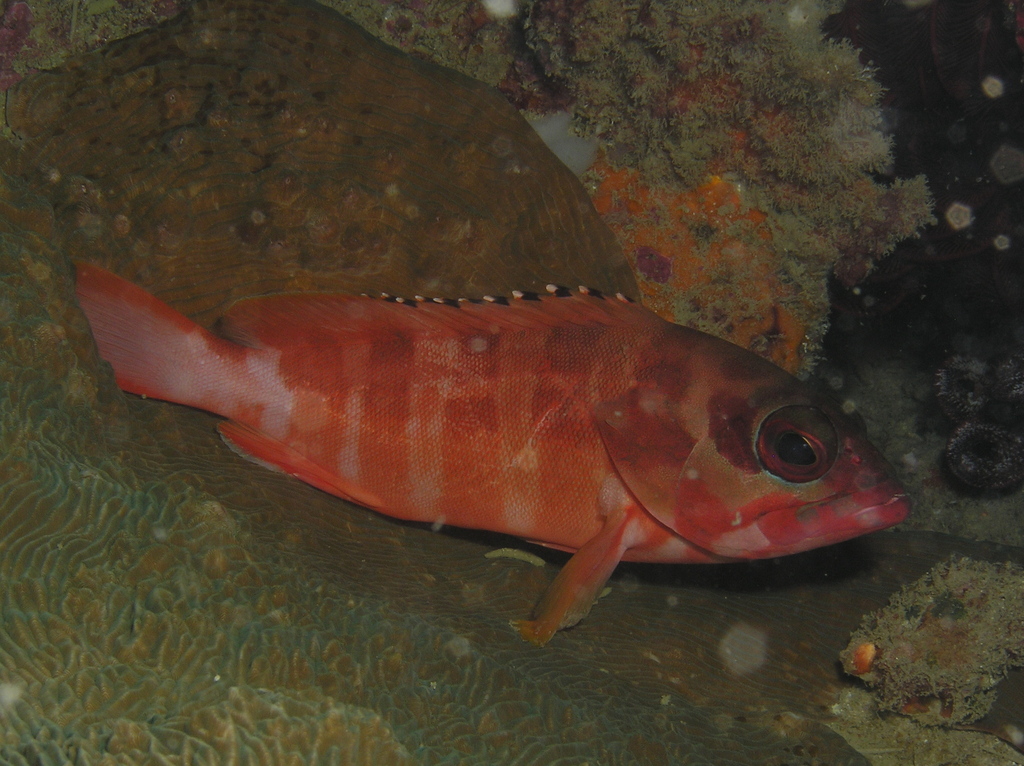 Blacktip grouper