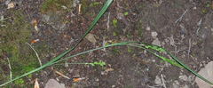 Carex digitalis