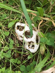 Ileodictyon cibarium