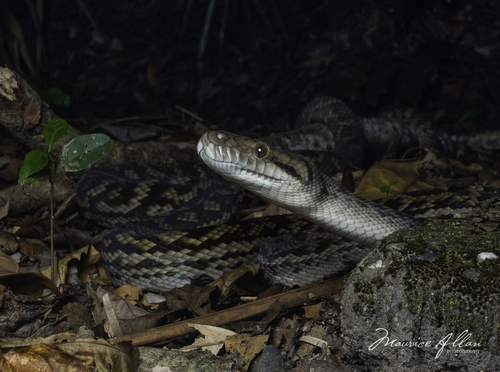 Australian Scrub Python sighting