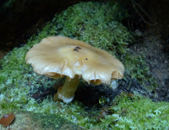 Cortinarius achrous