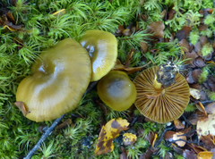 Cortinarius alienatus