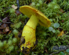 Cortinarius canarius