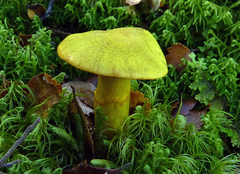 Cortinarius canarius