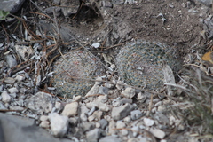 Mammillaria chionocephala