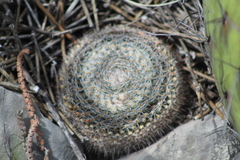 Mammillaria chionocephala