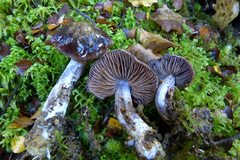 Cortinarius marmoratus