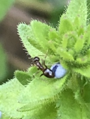Prenolepis imparis