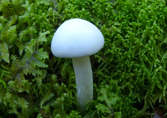 Cortinarius mariae
