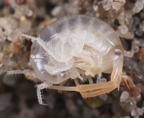 Pulce di sabbia atlantica