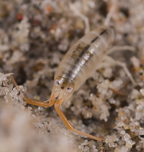 Pulce di sabbia atlantica
