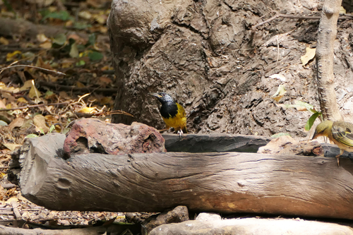 Oriole Warbler (Hypergerus atriceps), photo 9