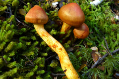 Cortinarius papaver