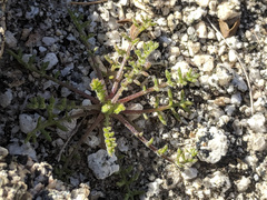 Gilia stellata