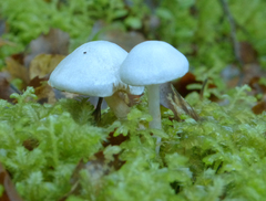 Cortinarius olorinatus