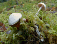 Cortinarius olorinatus