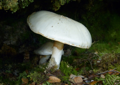 Cortinarius cretax