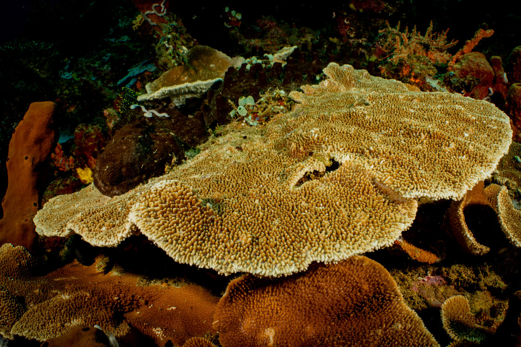 Montipora verrucosa from Bitung, Sulawesi Utara, Indonesien on March 21 ...