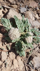 Vesper purpurascens
