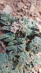 Vesper purpurascens