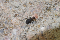 Cylindera