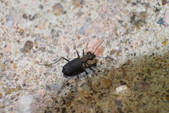 Cylindera