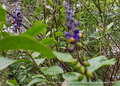 Monnina salicifolia
