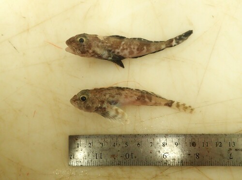 Atlantic hookear (Artediellus atlanticus) — Cottidae — 3