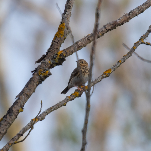 Bisbita arbóreo (Anthus trivialis)