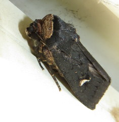 Proteuxoa cinereicollis