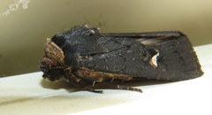 Proteuxoa cinereicollis