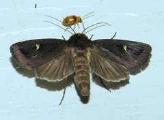 Proteuxoa cinereicollis