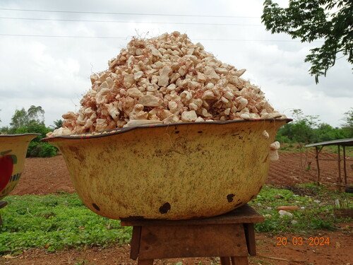 African baobab