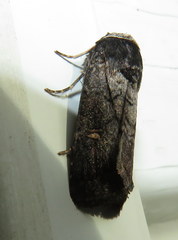 Proteuxoa restituta